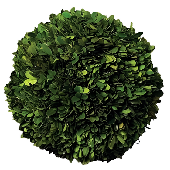 English Boxwood Ball 6"