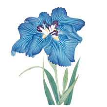  Japanese Iris Framed Print